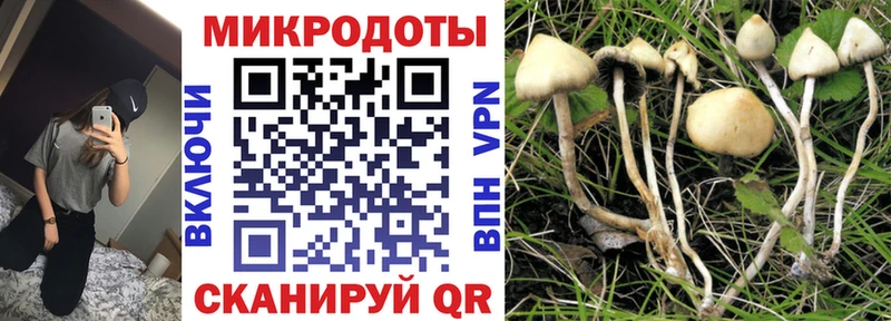 Псилоцибиновые грибы Psilocybine cubensis  Нарьян-Мар 